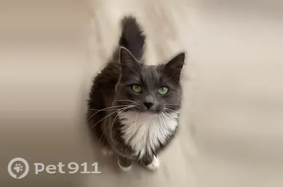 Пропала кошка, Светлогорск, Яблоневая, д. 6 — выпала с балкона 4 этажа - photo