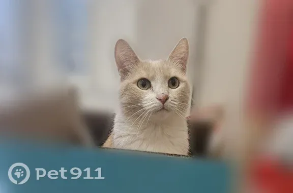 Пропала кошка, Уфа, Чудинова, д. 7/1 — рыжая с белыми пятнами - photo