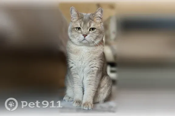 Пропала кошка, Деревня Дарьино, Дарьино — одна лапа лысая - photo