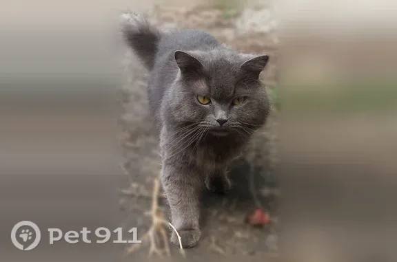 Найдена кошка, Курск, фото: Найдена кошка, Округ Сеймский (г Курск), Ленинского Комсомола, д. 54, Курск — серо-голубая, очень добрая