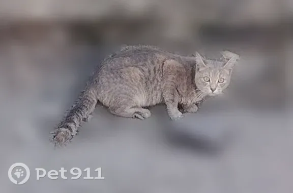 Найдена кошка, Рязань, фото: Найдена кошка, Рязань, Чкалова, д. 38 — палевый окрас с крапинками и полосками