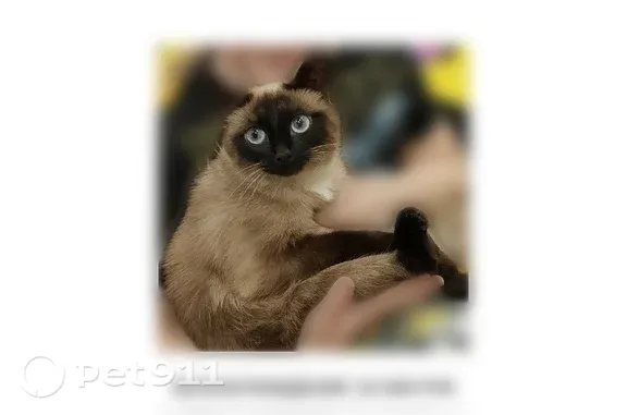 Пропала кошка, Уфа, Рихарда Зорге, д. 41 — голубые глаза, коричневая мордочка - photo