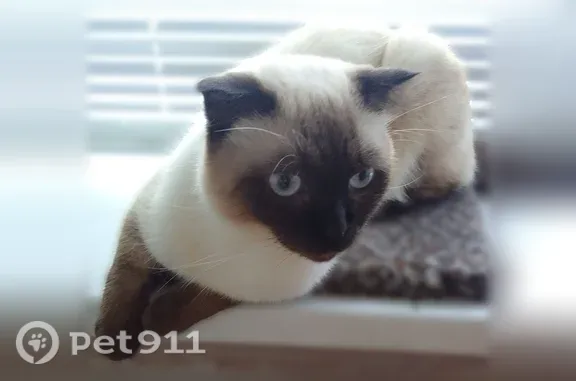 Найдена кошка, Тюмень, фото: Найдена кошка, Тюмень, Широтная, д. 17а — стерильная, очень ласковая