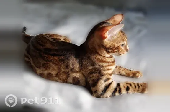 Пропала кошка, Деревня Тефаново (г Дмитров), Песочная, д. 8, Дмитров — бенгальская, недоверчива к людям - photo