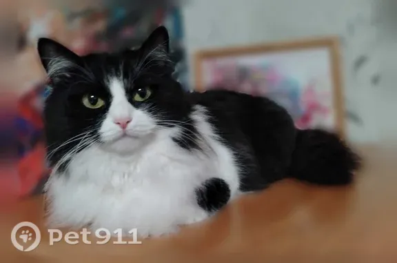 Пропала кошка, Агидель, Радужная, д. 13 — пушистая чёрно-белая с белой манишкой на груди - photo