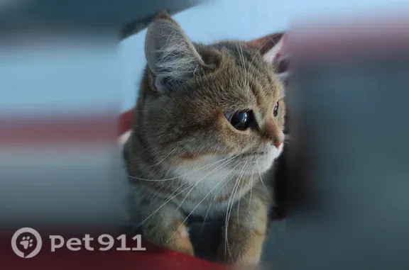 Найдена кошка, Москва, фото: Найдена кошка, Москва, Есенинский, д. 2/24