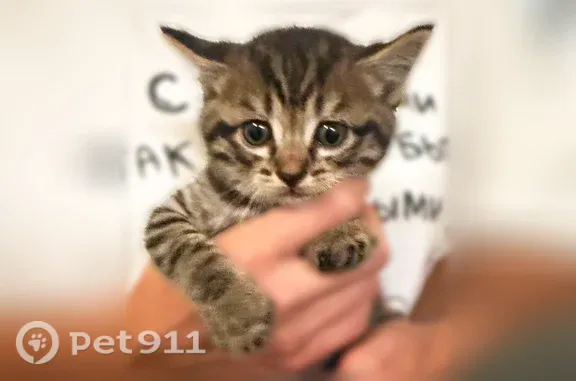 Кошка ищет дом, Тюмень, Советская, Тюмень — взрослая и котёнок 2 месяца, окрас табби - photo