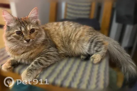 Найдена кошка, Москва, фото: Найдена кошка, Рижский, д. 17, Москва — молодая, очень пушистая