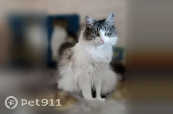 Кошки потеряшки, Руза, фото: Потеряшка кошка, КП Руза Резорт, деревня Акулово, Руза — кличка Кроша, оливковый ошейник