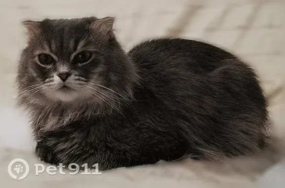 Пропала кошка, Талица — серый пушистый кот в красном ошейнике - photo
