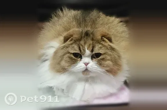Пропала кошка, Томск — не вернулся домой 11.08.2026 - photo