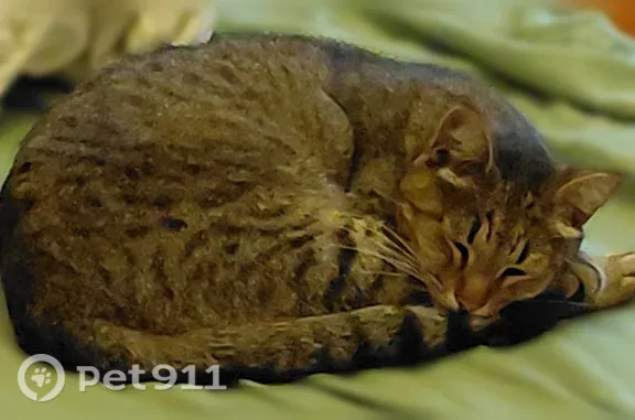 Найдена кошка, Уфа, фото: Найдена кошка, Георгия Мушникова, д. 9б, Уфа — ходит в лоток, ухоженная