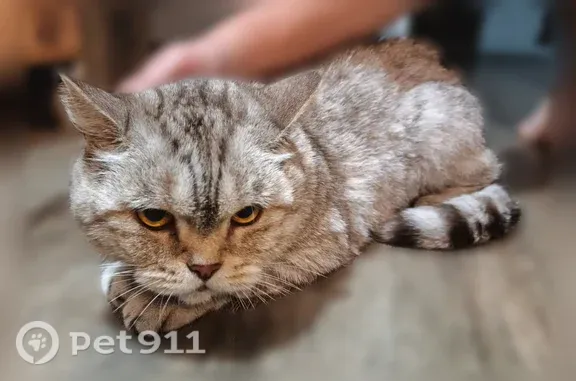 Найдена кошка, Барнаул, фото: Найдена кошка, Район Индустриальный (г Барнаул), Взлетная, д. 42, Барнаул — спокойная и ласковая
