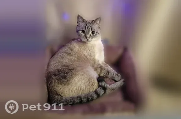 Пропала кошка, Клюквина, д. 5/81, Дзержинск — домашняя, кастрированная - photo