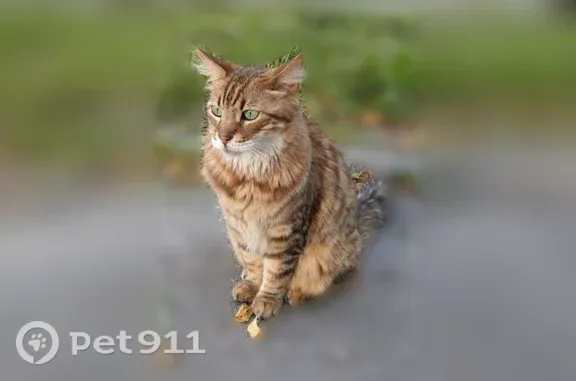Найдена кошка, Пушкин, фото: Найдена кошка, Пушкин, Софийский, д. 16/4 — рыжая, с зелёными глазами