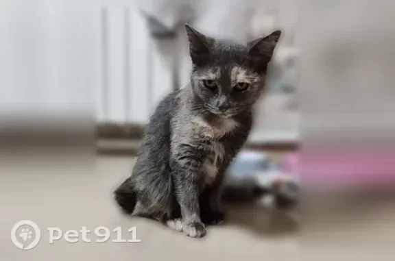 Кошки потеряшки, Тюмень, фото: Потеряшка кошка, Территория сосн Судостроитель (г Тюмень), Тюмень — потерялась на даче в СНТ Спутник, район Бабарынки
