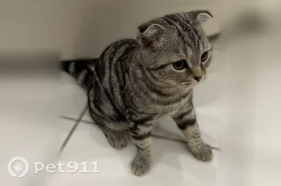 Найдена кошка, Началово, фото: Найдена кошка, Микрорайон Западный (село Началово), д. 4а, Началово — необычный окрас и пушистый хвост