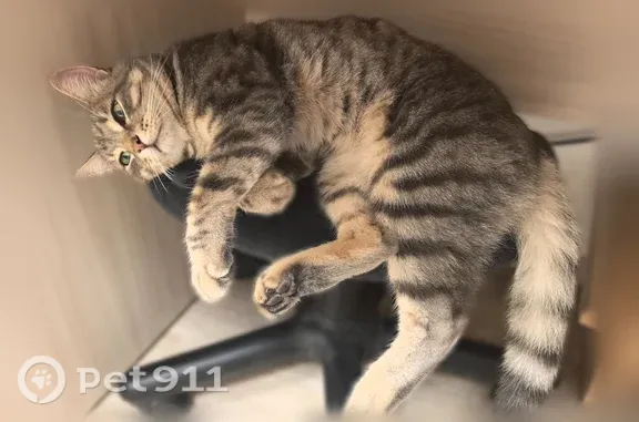 Найдена кошка, Сургут, фото: Найдена кошка, Сургут — серый окрас, крупная