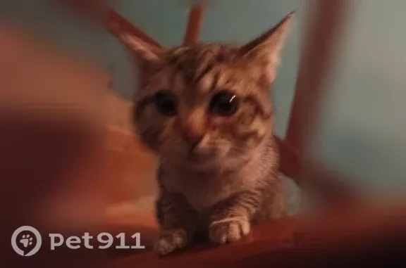 Кошка ищет дом, Грасиса, д. 8, Чебоксары — серый упитанный котёнок 5–6 месяцев - photo