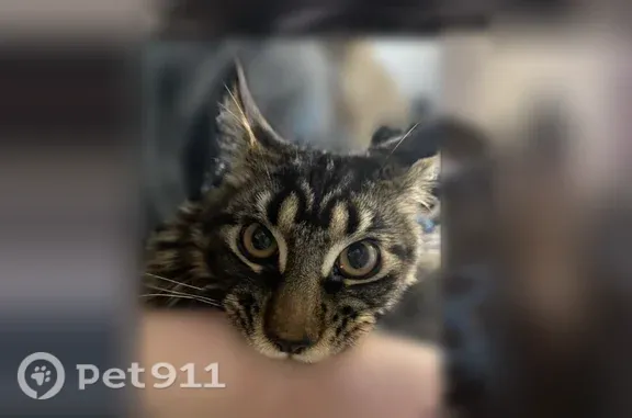 Пропала кошка, Терешковой, д. 16, Камышин — мейн-кун, яркие зелёные глаза - photo