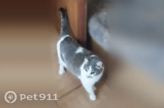 Пропала кошка, Суворов, Мусоргского, д. 29, Суворов — серо-белая, ласковая - photo