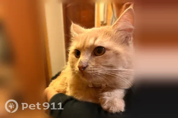 Найдена кошка, Тверь, фото: Найдена кошка, Тверь, Можайского, д. 89 — молодой рыжий кот с ошейником