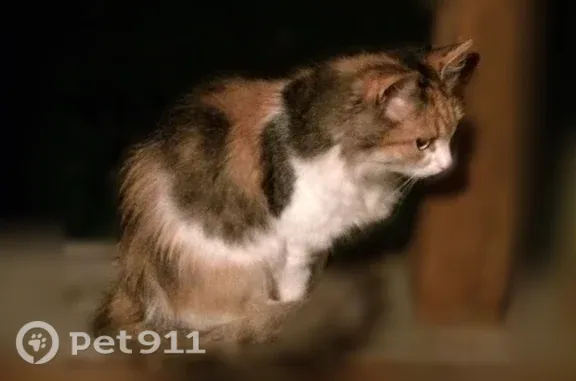 Найдена кошка, Наро-Фоминск, фото: Найдена кошка, Территория СНТ Кедр (г Наро-Фоминск), Наро-Фоминск — около года, очень социальная