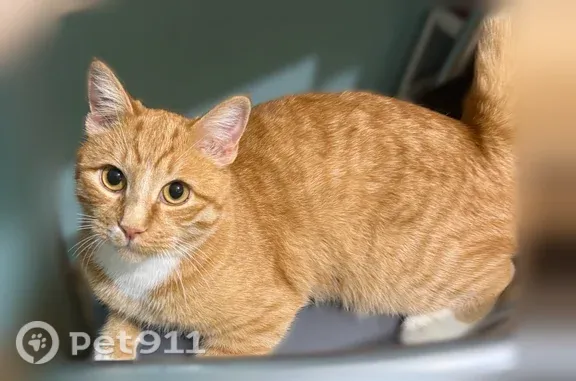 Пропала кошка, Костюшко, д. 70 А, Санкт-Петербург — домашний, небольшой, может быть напуган - photo