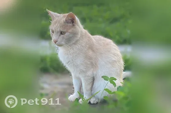 Найдена кошка, Ступино, фото: Найдена кошка, Село Константиновское (г Ступино), Ступино — кастрированная, около 5 лет