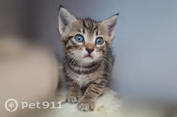 Найдена кошка, Севастополь, фото: Найдена кошка, Ленина, Севастополь — бенгальская красавица, 5 недель
