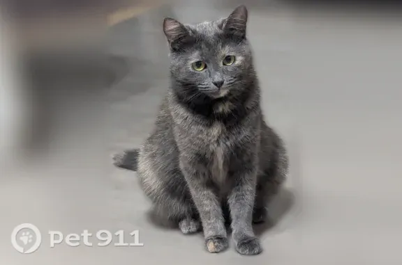 Пропала кошка, Иваново, Ташкентская, д. 86А — очень ласковая, пугливая - photo