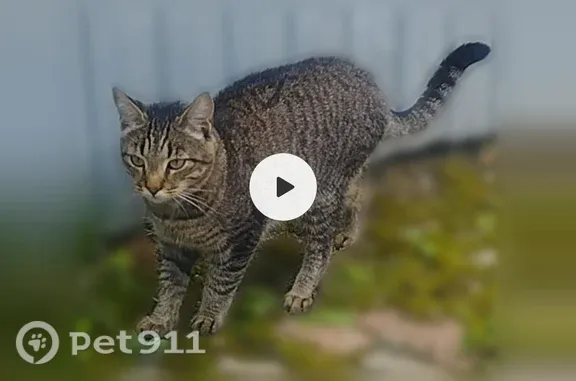 Пропала кошка, Раменское, Прохладная, д. 31 — серый узкий ошейник - photo