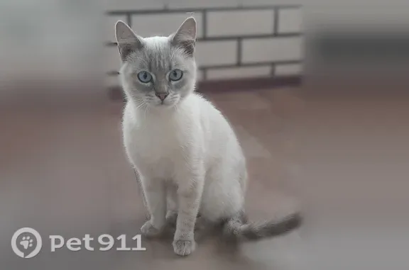 Найдена кошка, Невьянск, фото: Найдена кошка, Невьянск — пришел к дому, плакал у ворот