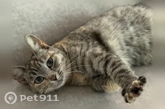 Найдена кошка, Самара, фото: Найдена кошка, 9-я просека 5 линия, Самара — молодая, ласковая