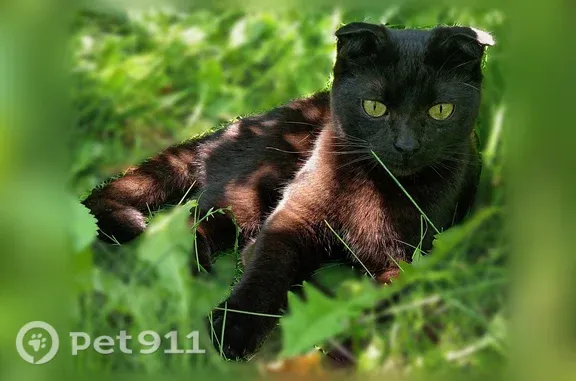 Пропала кошка, Саратов, Огородная, д. 75А — черно-коричневого окраса, 2 года, 3 кг - photo