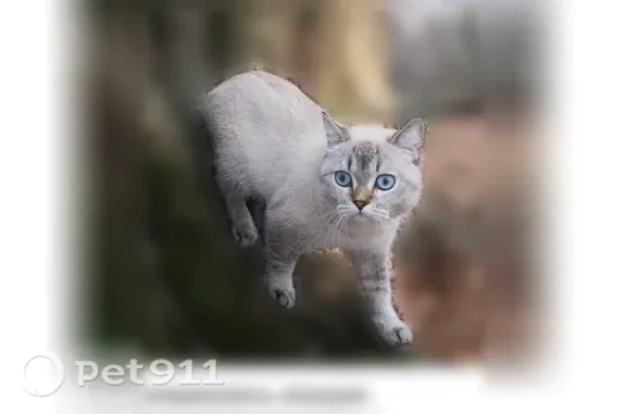 Пропала кошка, Поселок городского типа Сириус, Веселая, д. 12, Сириус — отзывается на имя - photo