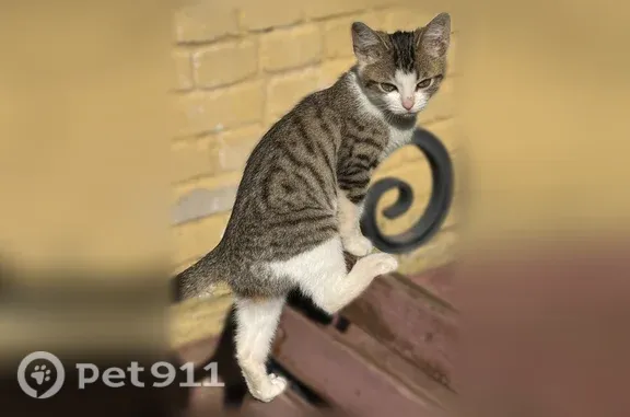Пропала кошка, Поселок Власиха, Лесная, Власиха — рана на нижней губе - photo
