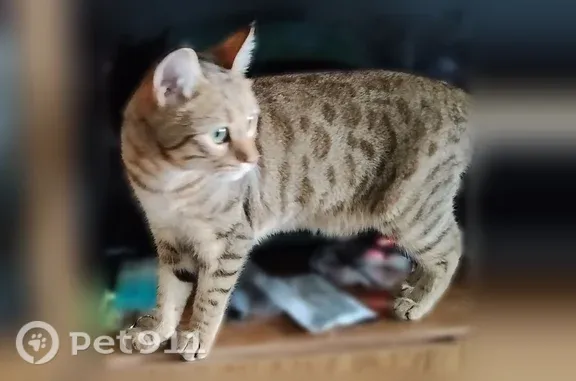 Найдена кошка, Бузулук, фото: Найдена кошка, Бузулук, 3-й, д. 11А, Бузулук — нашла возле подъезда