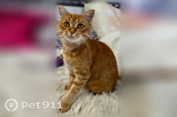 Найдена кошка, Уфа, фото: Найдена кошка, Уфа, Вологодская, Уфа — молодая, 3–4 года