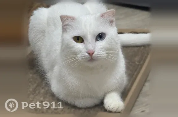 Пропала кошка, Евпатория, Якира, д. 10 — белая, глухая не отзовётся на кличку - photo