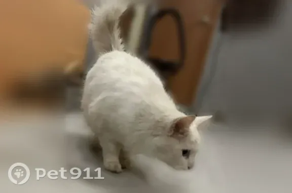 Найдена кошка, Ярославль, фото: Найдена кошка, Ярославль, Суздальская, д. 190 — очень ласковая, ждёт хозяина