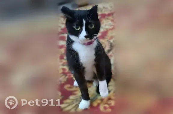 Пропала кошка, Дальнегорск — чёрная с белым, отзывается на кличку Яша - photo