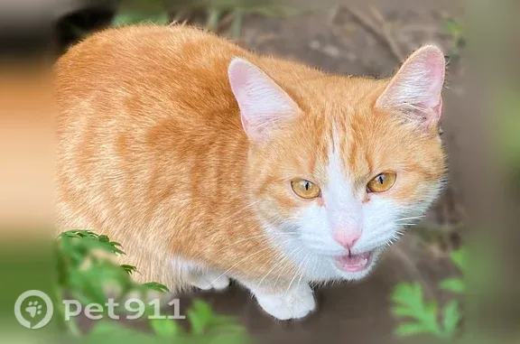 Найдена кошка, Глазов, фото: Найдена кошка, Глазов, Кирова, д. 119, Глазов — рыженькая, примерно год
