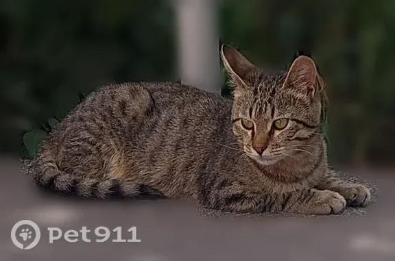 Найдена кошка, Курск, фото: Найдена кошка, Курск — котёнок 3-4 месяца, полосатая