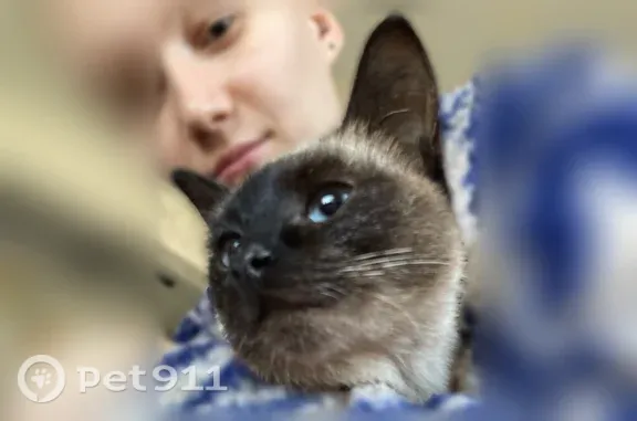 Найдена кошка, Чебоксары, фото: Найдена кошка, Чебоксары, Энтузиастов, д. 5 1 — сиамский окрас, голубые глаза, очень маленькая