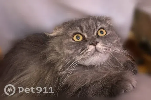 Пропала кошка, Красных Партизан, д. 567, Краснодар — метис персидской и шотландской, зелено-жёлтые глаза - photo