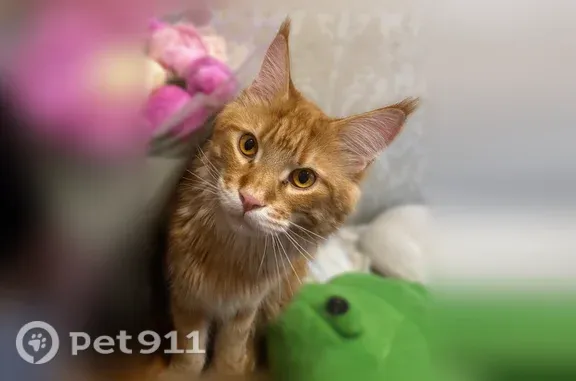 Пропала кошка, Кричевская, Самара — большой домашний кот, желтые глаза - photo