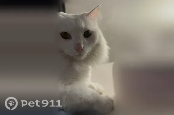 Пропала кошка, Мелеуз, Аксакова, д. 145 — белый окрас, пышная шерсть - photo