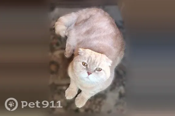 Найдена кошка, Уфа, фото: Найдена кошка, Уфа, Пархоменко, д. 101 — чистая, боязливая