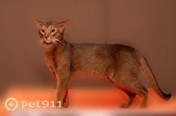 Пропала кошка, Рабочий поселок Шексна, Шексна — тёмно-коричневый кот - photo